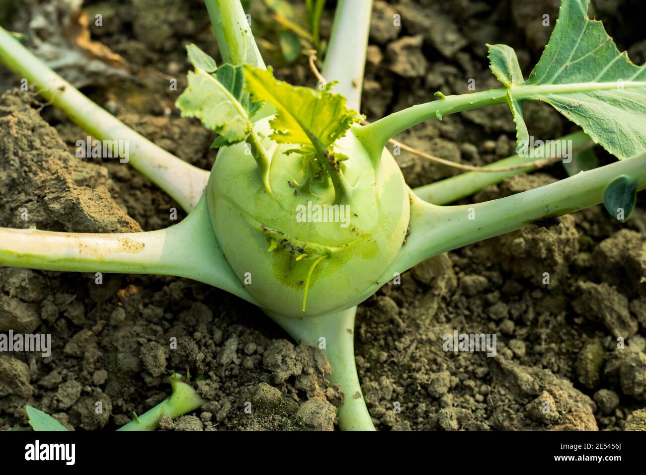 L kopi o shalgom o Kohlrabi anche chiamato rapa tedesca, è un vegetale biennale Foto Stock