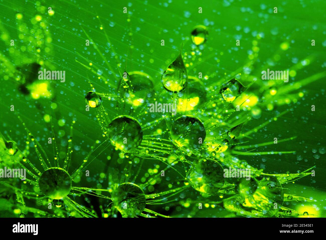 Natura Verde lasciare con Raindrop sfondo Texture Foto Stock