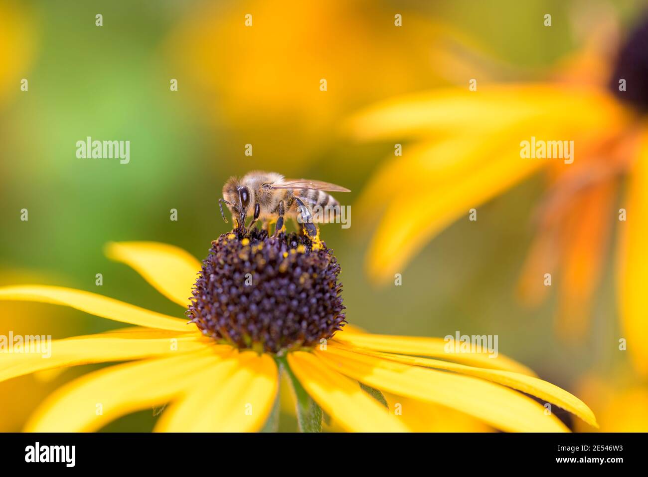 Ape - Apis mellifera - impollinates un fiore del coneflower arancione - Rudbeckia fulgida Foto Stock