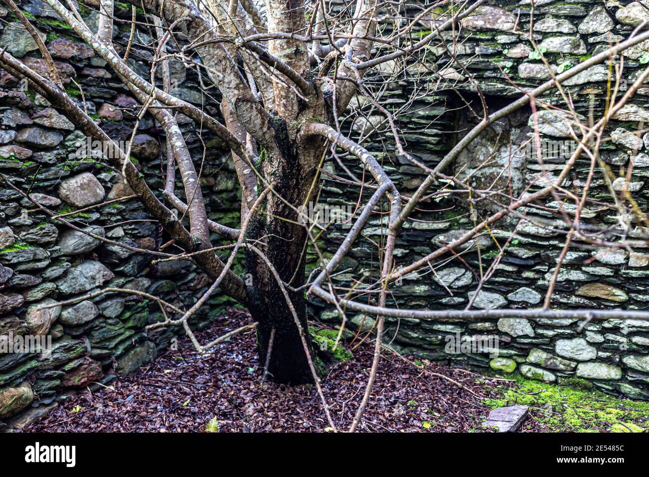 Albero che cresce in vecchia casa abbandonata, Contea di Kerry, Irlanda Foto Stock