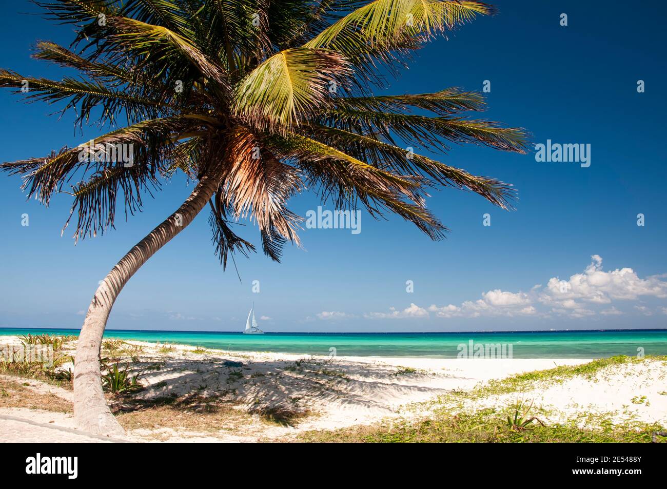 Palm in una spiaggia tropicale con sabbia bianca, Playa del Carmen, Messico. Sullo sfondo una barca a vela e il cielo blu. Luogo ideale per rilassarsi Foto Stock