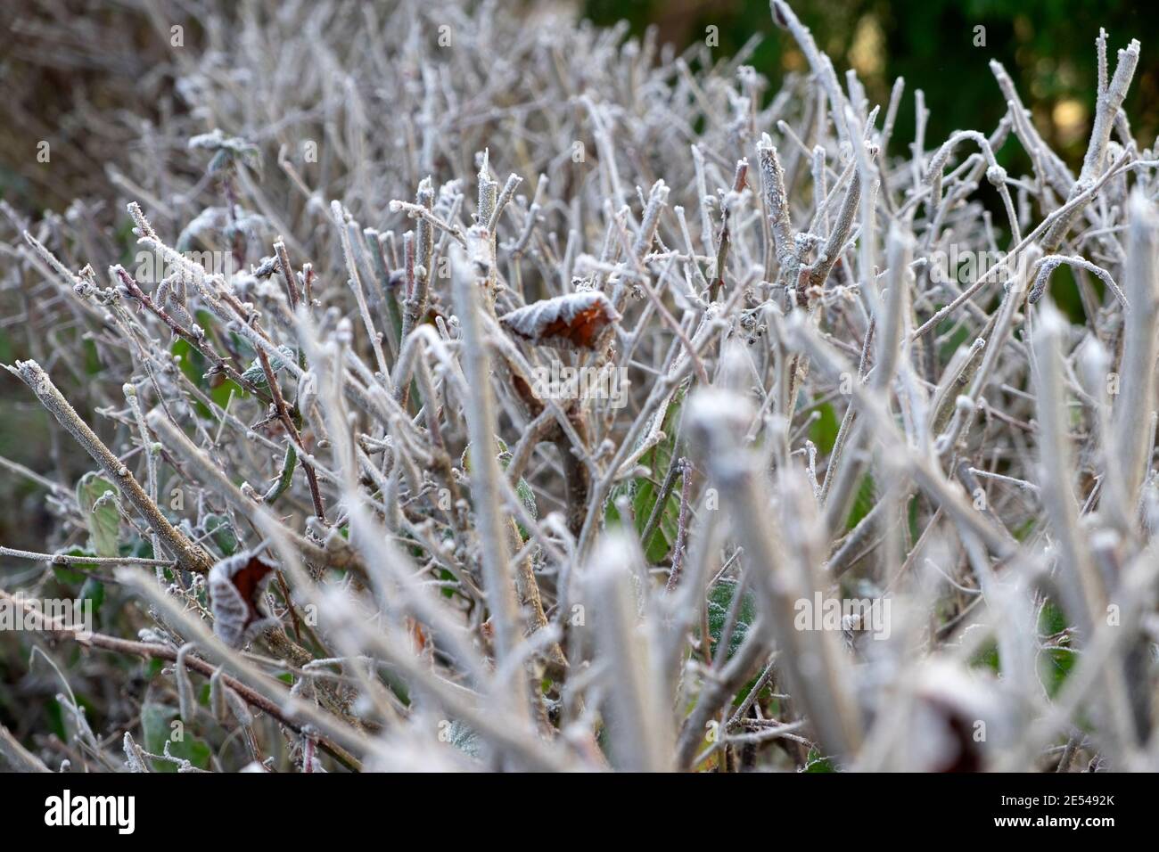 Gelo su ramoscelli e rami di una siepe tagliata dentro Freddo inverno nel gennaio 2021 Carmarthenshire Wales UK KATHY DEWITT Foto Stock