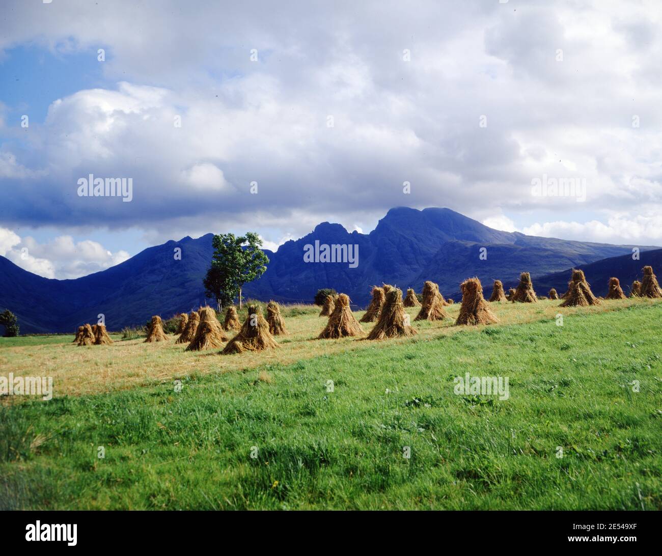Scozia. Isola di Skye. Stooks che si asciugano al sole a Torren Blaven dietro le Highlands. C 1988. Foto di Tony Henshaw/Tom Parker Collection Scannerizzato da una trasparenza originale di 5'x4' da un archivio unico e stupefacente di fotografie originali delle Isole Britanniche dal fotografo Tom Parker. © diritto d'autore mondiale Foto Stock