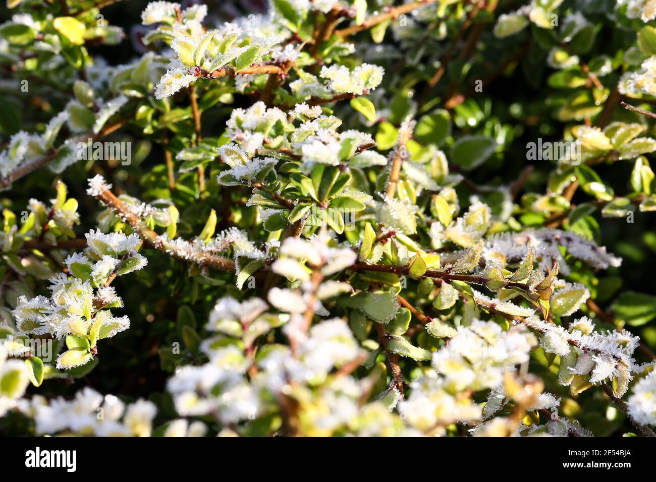 Macro di siepe Privet ghiacciato durante l'inverno Foto Stock