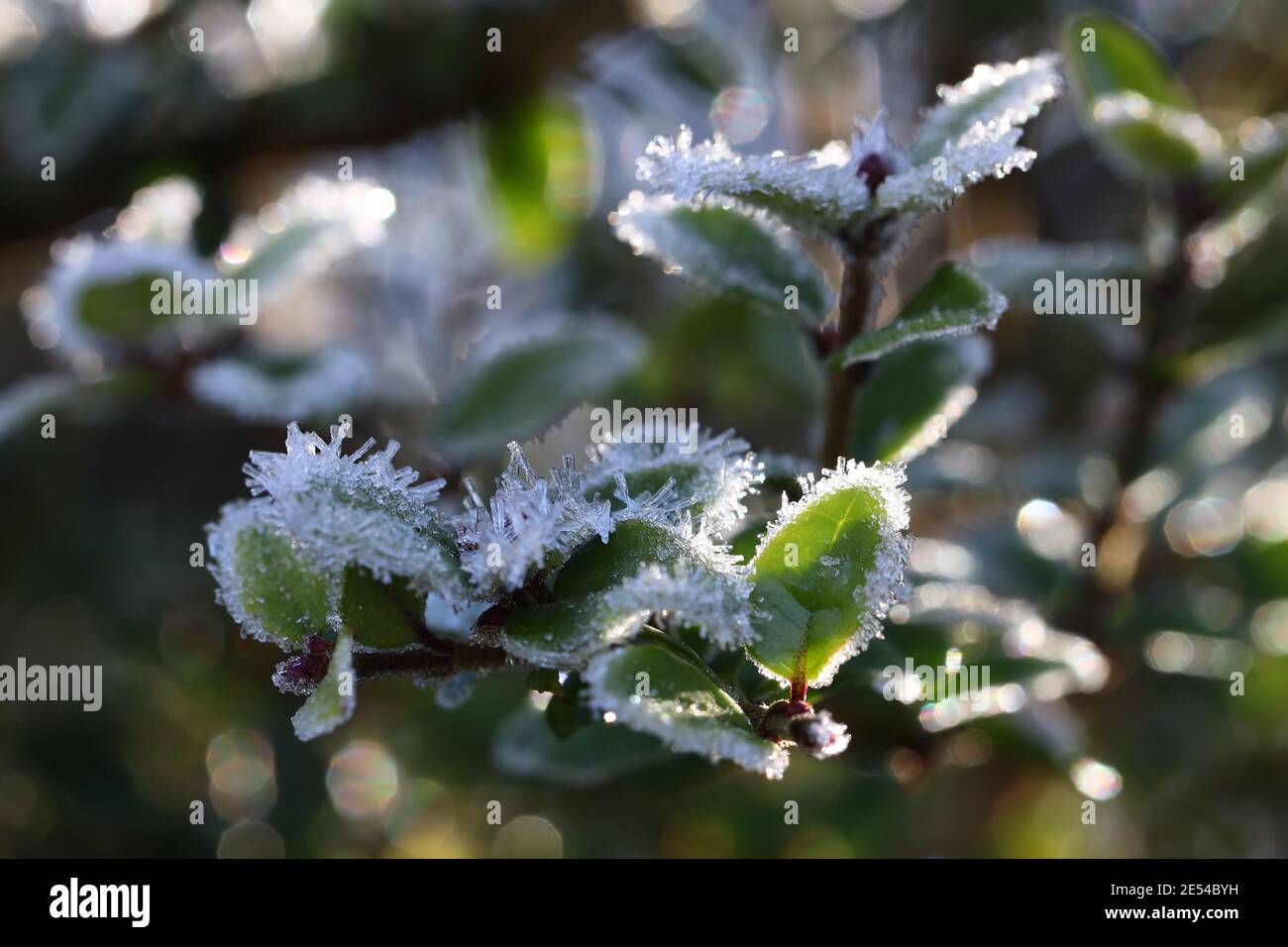 Macro di Frosty privet copertura in inverno Foto Stock