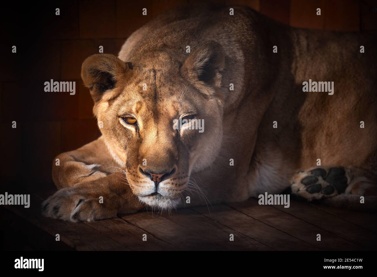 Ritratto di una bella lion lion nel buio Foto Stock