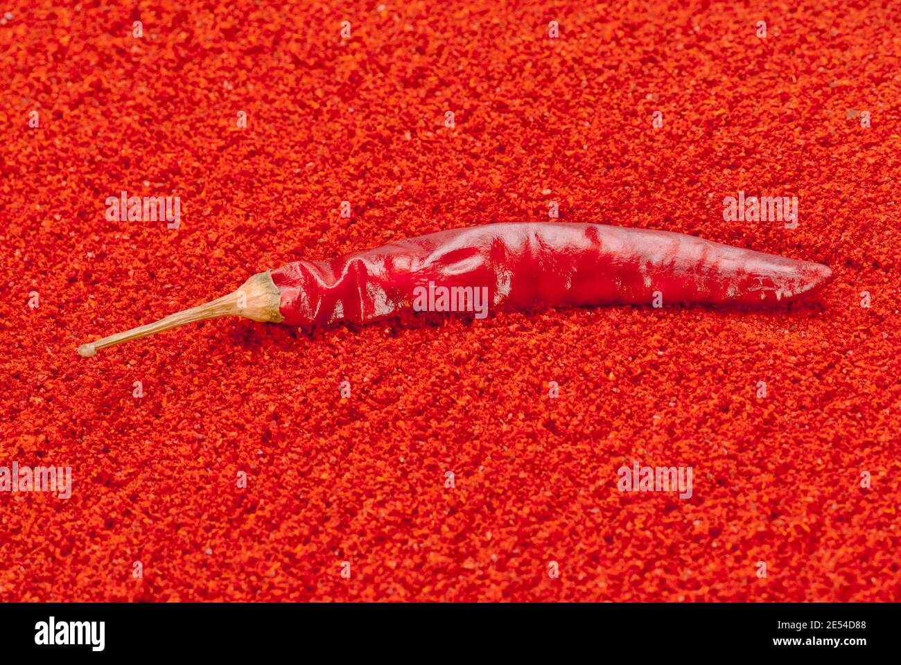 Primo piano del singolo peperoncino rosso messo su Red Chili Pepe in polvere Foto Stock