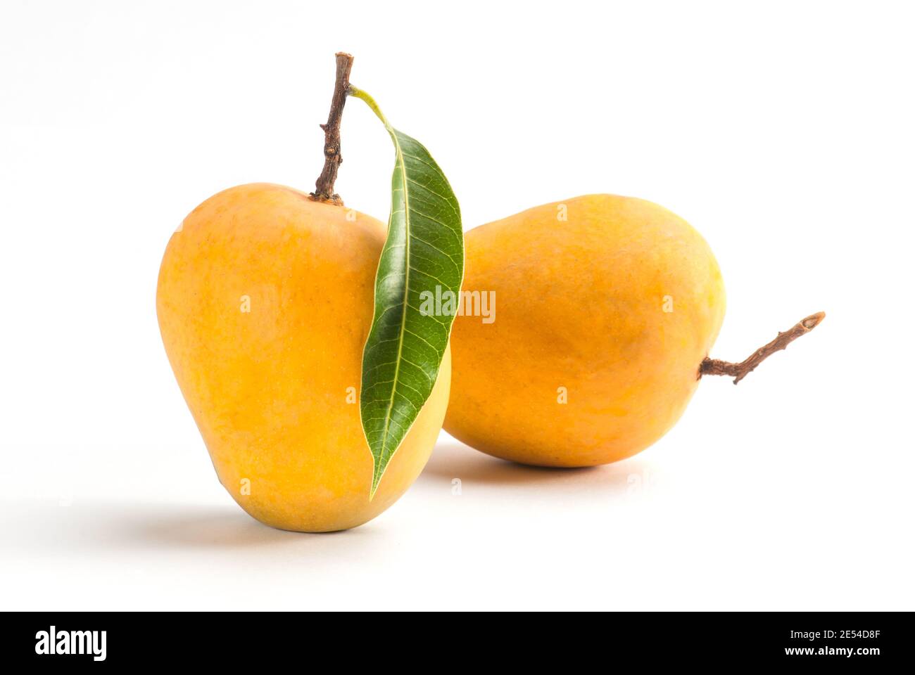 Re di frutta; Alphonso giallo Mango duo di frutta con steli e foglia verde isolato su sfondo bianco Foto Stock