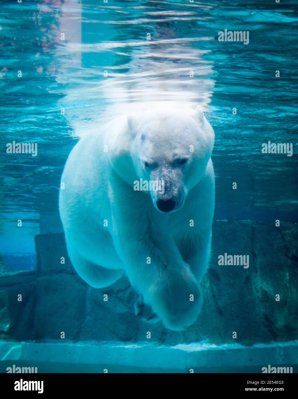 Anana, il resident femmina orso polare del Lincoln Park Zoo di Chicago, nuota sott'acqua in un caldo giorno d'estate. Foto Stock