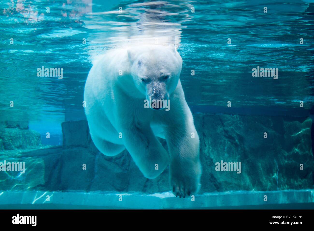 Anana, il resident femmina orso polare del Lincoln Park Zoo di Chicago, nuota sott'acqua in un caldo giorno d'estate. Foto Stock