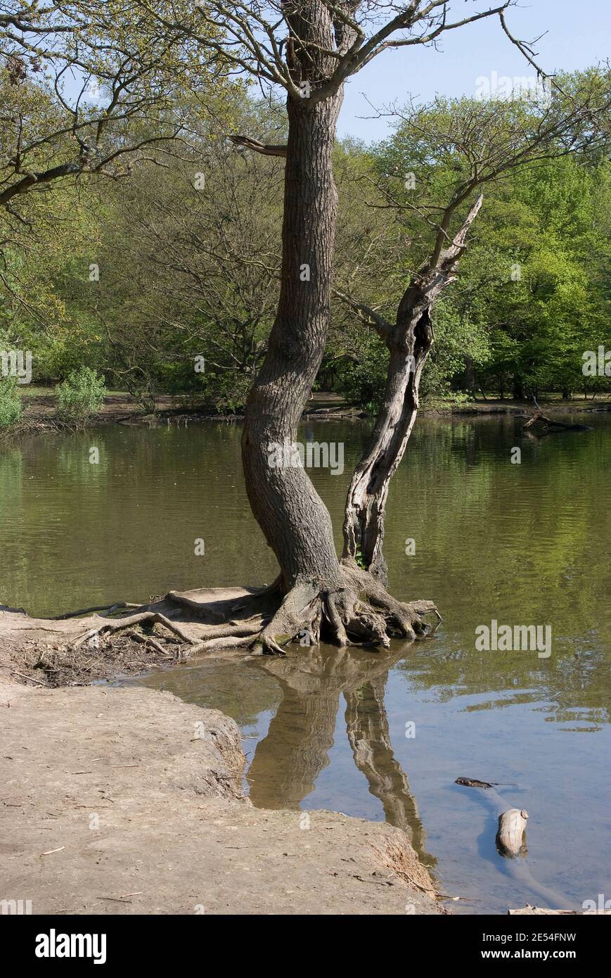 Lakeside, alla Foresta di Epping Essex, Inghilterra Foto Stock