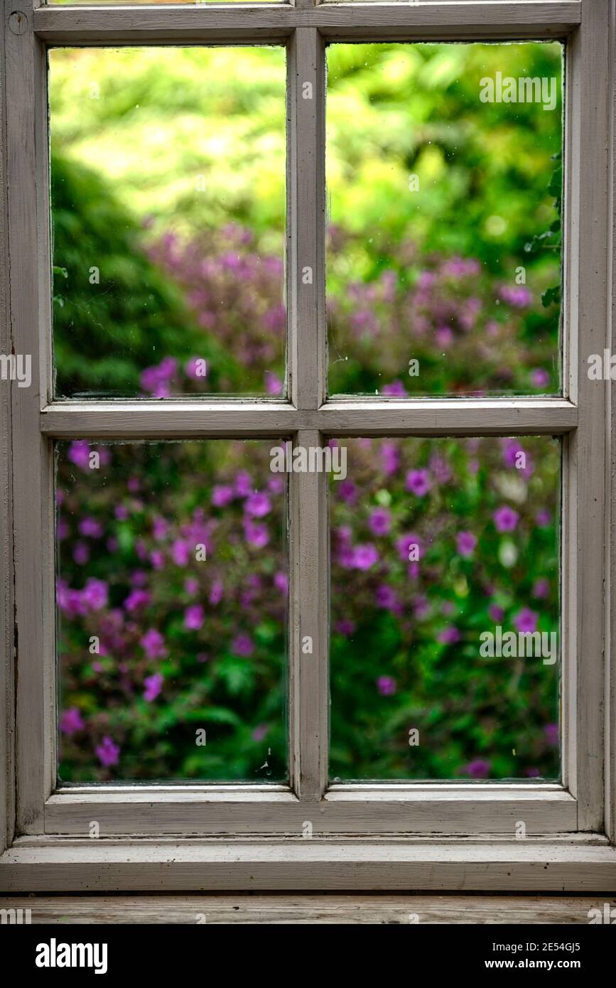 Finestra, guardando fuori al giardino sfocato, immaginazione, sogno, Dreamymlook attraverso, fiori sfocati, sfondo sfocato, esterno sfocato, giardino, giardini, RM floreale Foto Stock