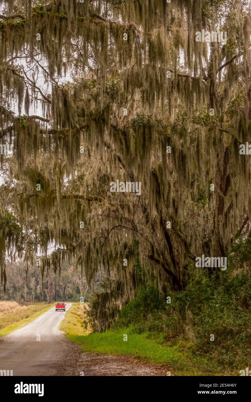 Un camion di pick-up rosso che guida lungo una strada di ghiaia dopo aver passato attraverso alberi sovrastanti coperti da muschio spagnolo (Tillandsia usneoides) in Georgia, Stati Uniti Foto Stock