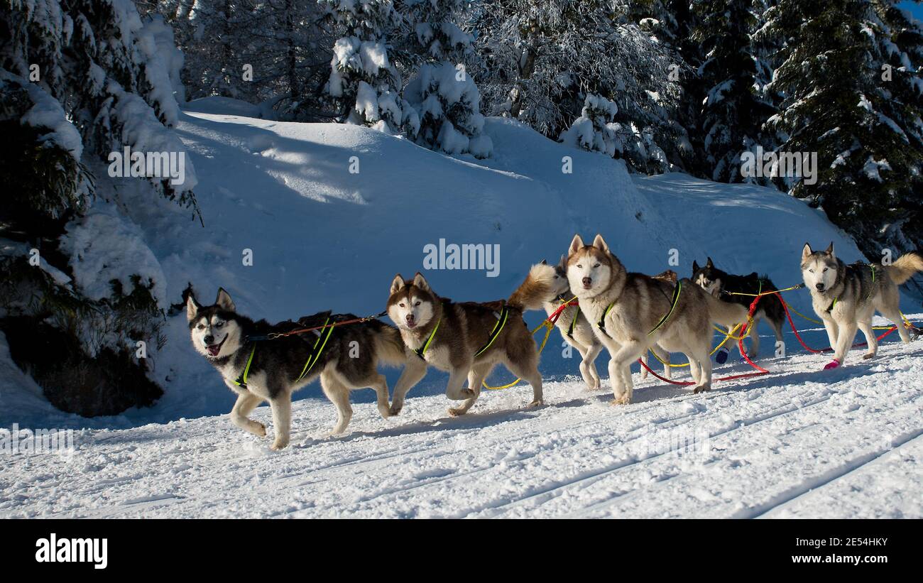 Gruppo di cani Husky durante la corsa di cani da slitta Foto Stock
