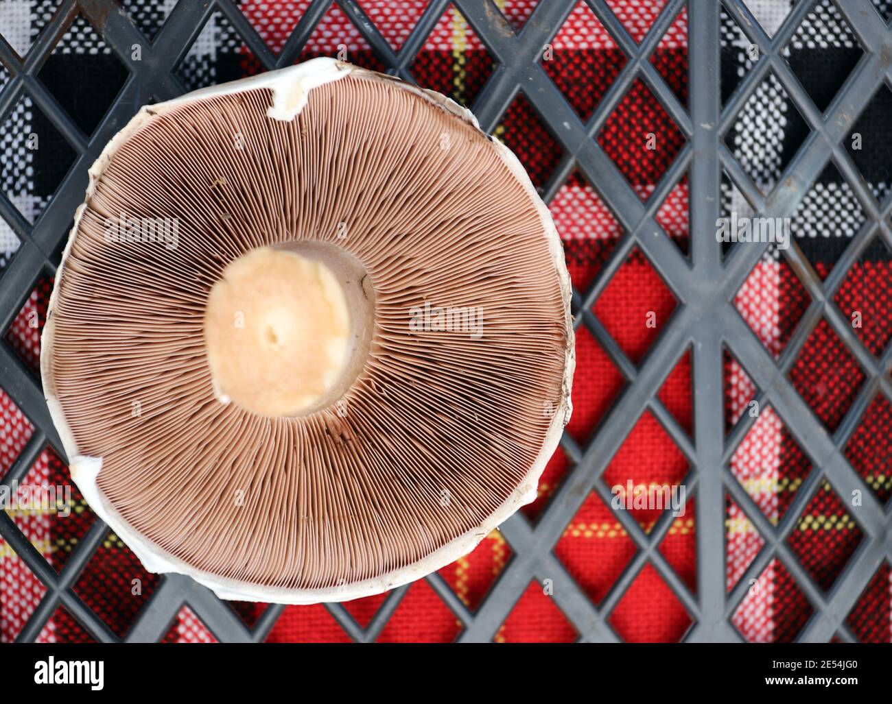 Funghi biologici Agaricus su un mercato agricolo. Foto Stock