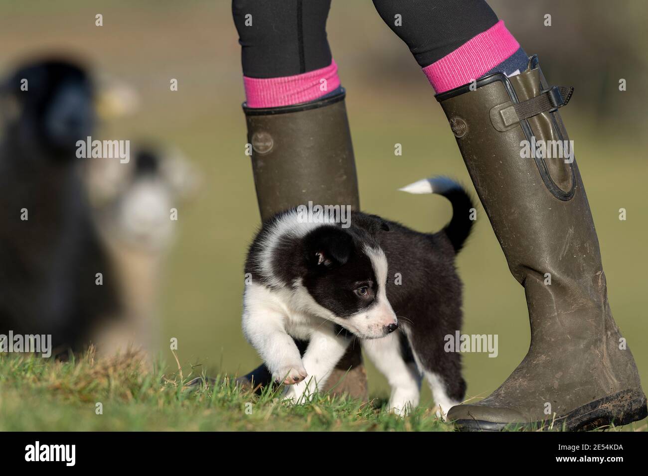 Signora con un cucciolo di cane da pecora Collie di bordo di otto settimane. North Yorkshire, Regno Unito. Foto Stock