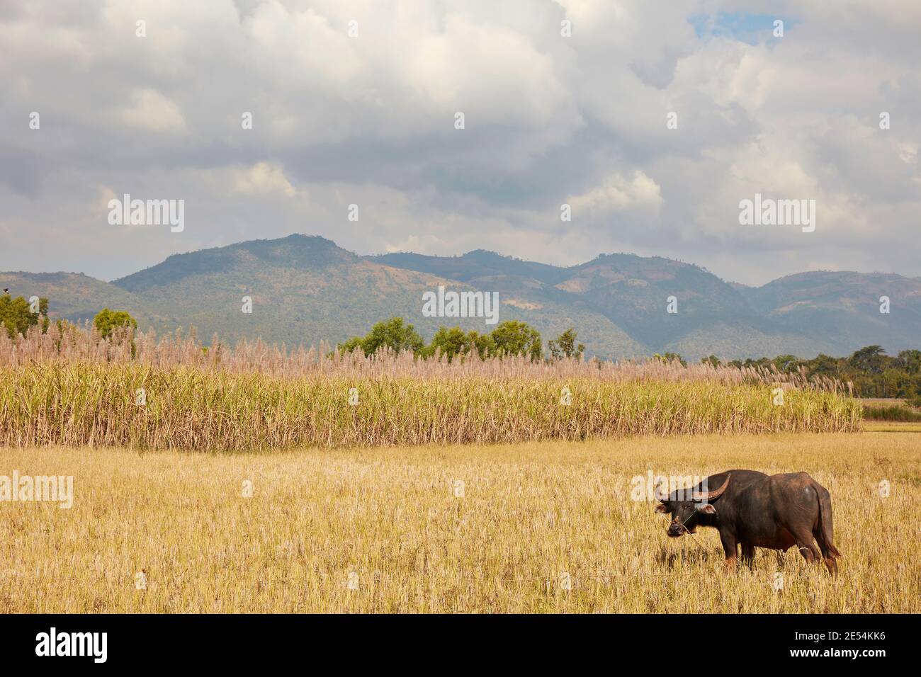 Un bufalo d'acqua domestico all'interno di una piantagione di canna da zucchero. Lago Inle, Myanmar. Foto Stock
