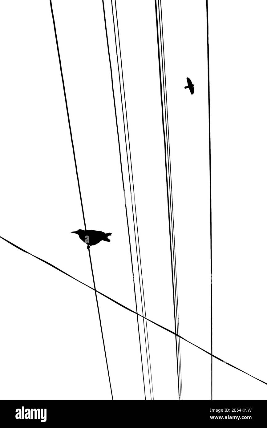 Uccello seduto sulla linea di alimentazione con un altro che vola. Immagine a contrasto con le linee di entrata. Moody Street photography. Foto Stock