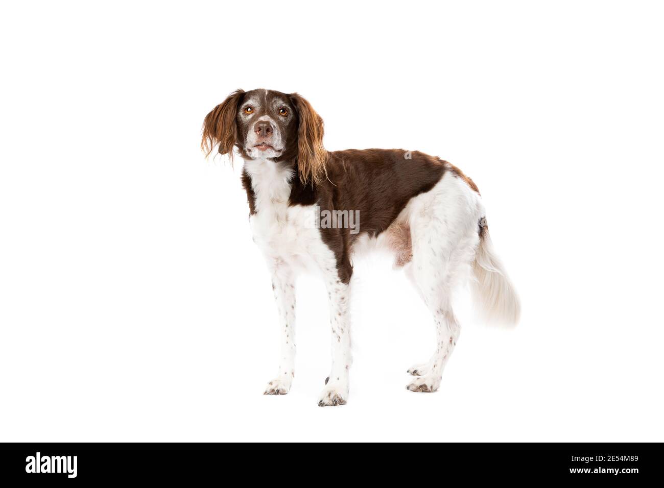 Misto cane di razza di fronte a uno sfondo bianco. Mix piccolo munsterlander e olandese Partridge Dog Foto Stock