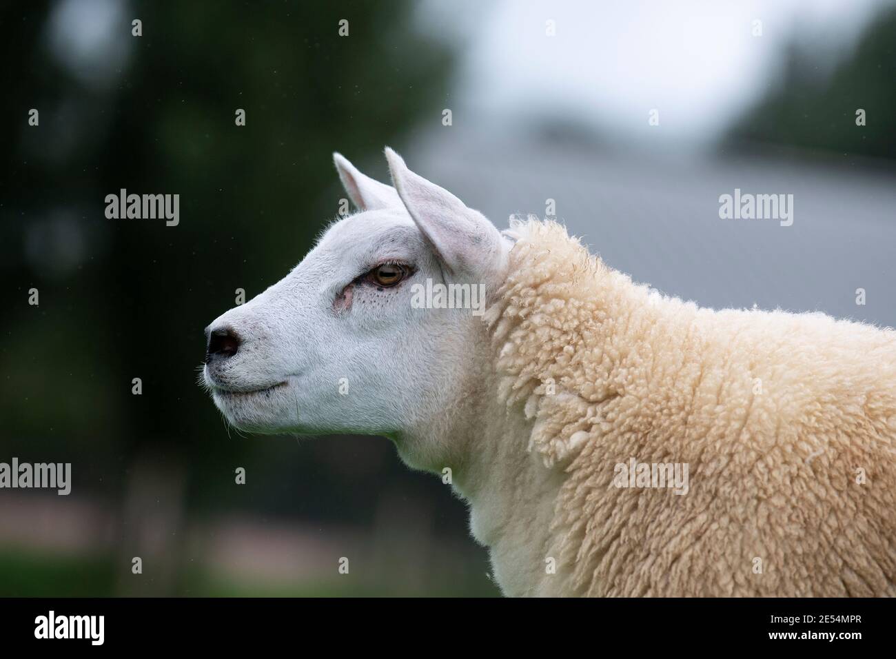 Texel agnello gimmer di circa 6 mesi, primo piano della testa. Cumbria, Regno Unito. Foto Stock