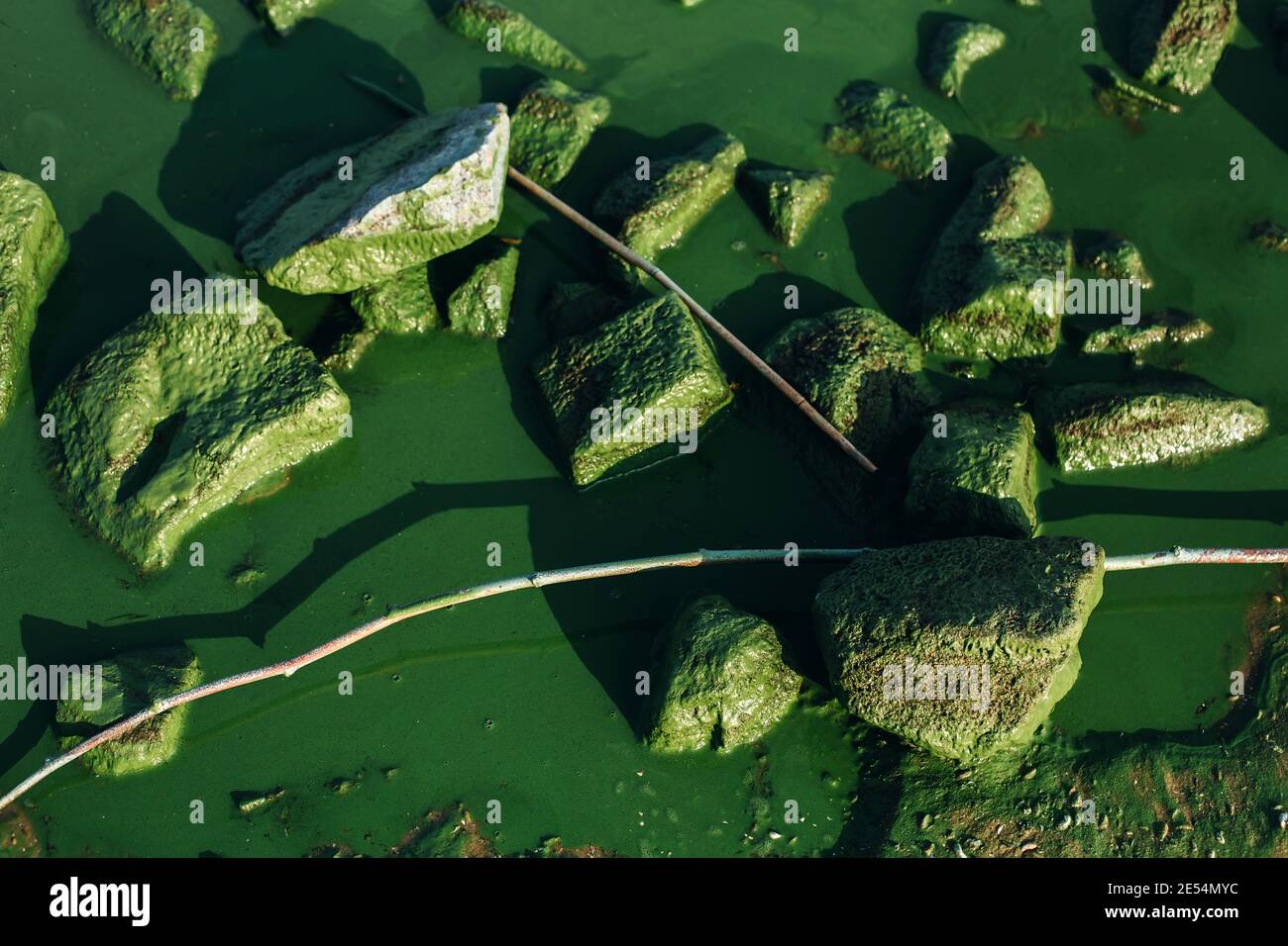 Sfondo naturale a contrasto con pietre coperte da fioriture nocive di alghe in acque verdi poco profonde del fiume, concetto ambientale Foto Stock