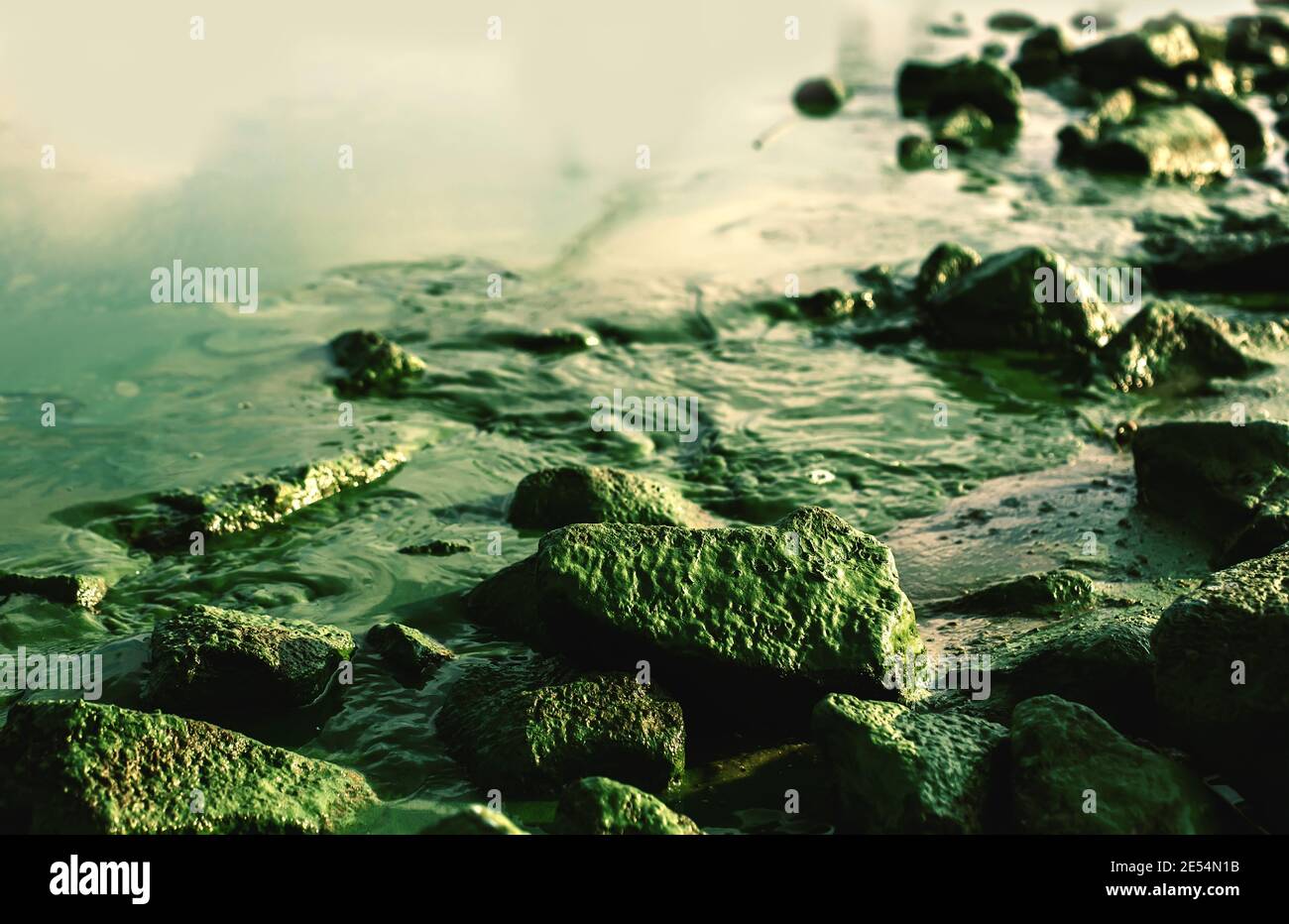 Paesaggio natura paesaggistico sfondo verde con riva del fiume con molte rocce in muschio e alghe fiorisce, ambiente dannoso Foto Stock
