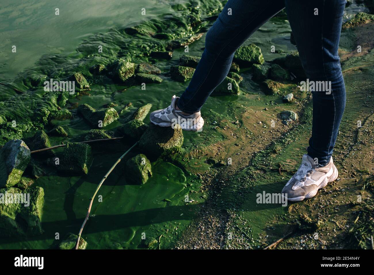 Le gambe femminili in jeans casual e sneakers toccano dai piedi rocce verdi sporche sulla riva del fiume con le alghe fioriscono, danno alla natura e all'ambiente Foto Stock