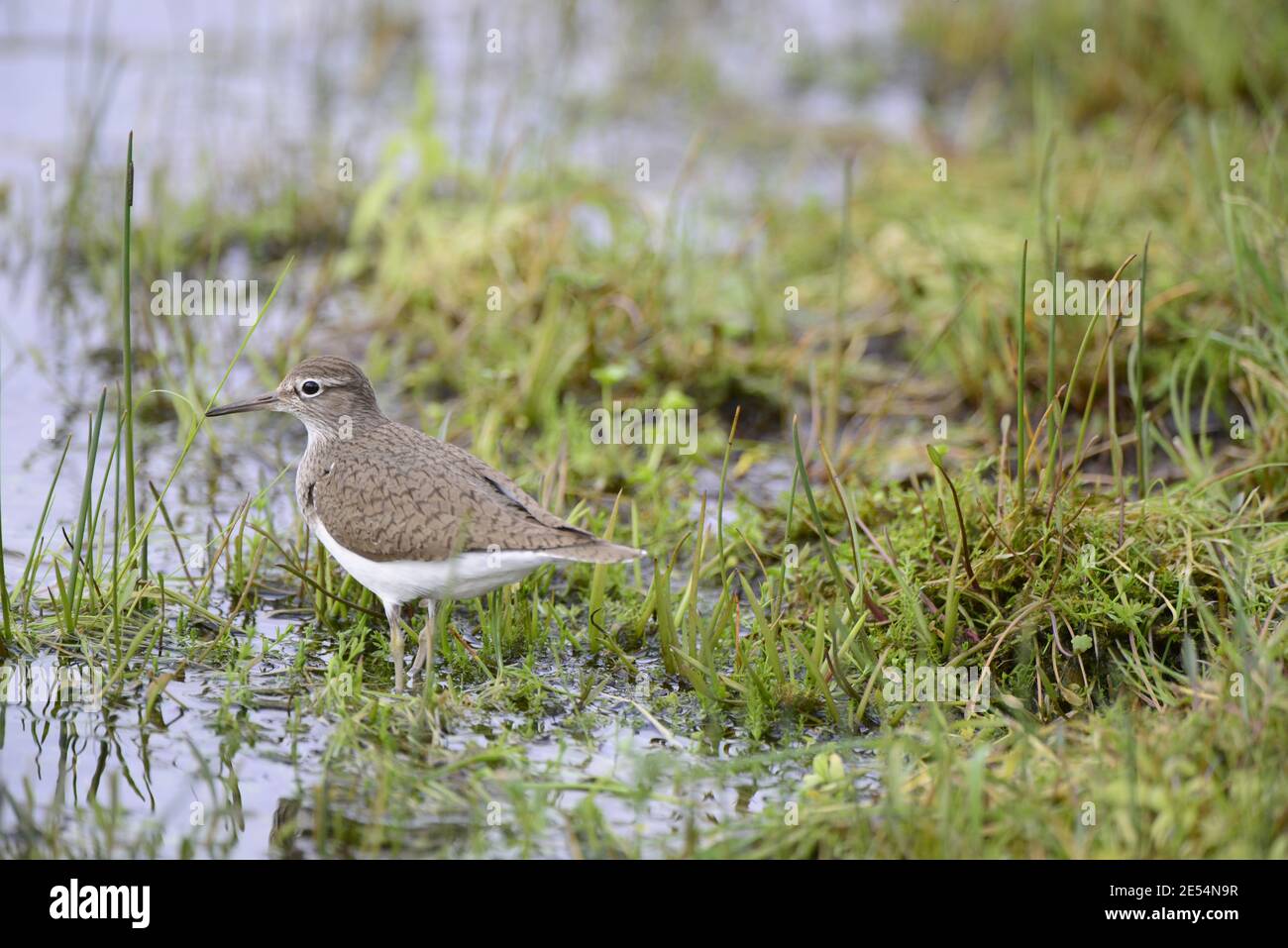 Comune Sandpiper (Actitus hypoleuco) ritratto Foto Stock