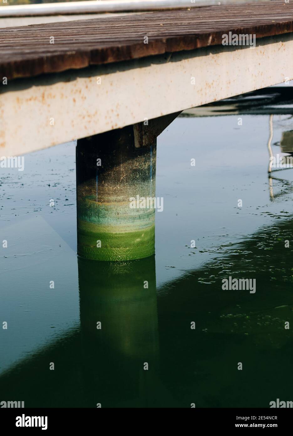 Primo piano colonna colorata del molo del ponte del fiume con fiori di alghe, superficie verde dell'acqua Foto Stock