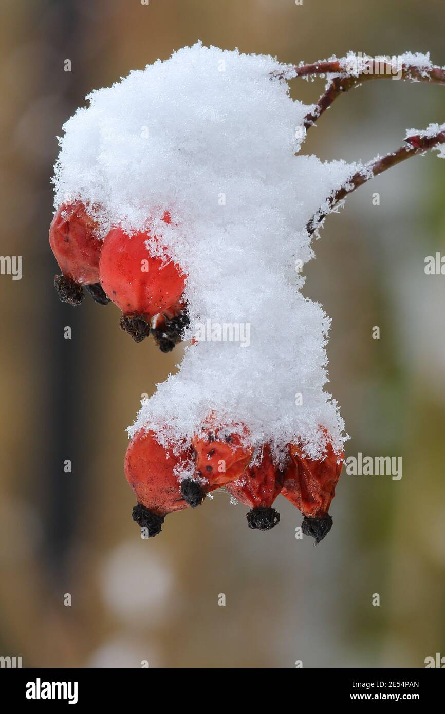 Rosa glauca nel giardino d'inverno Foto Stock