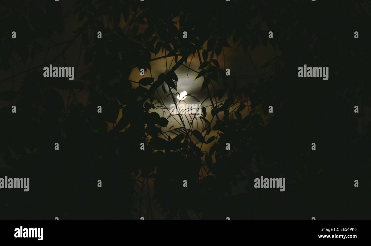 mezza luna che diffonde luce dietro il ramo dell'albero di notte Foto Stock