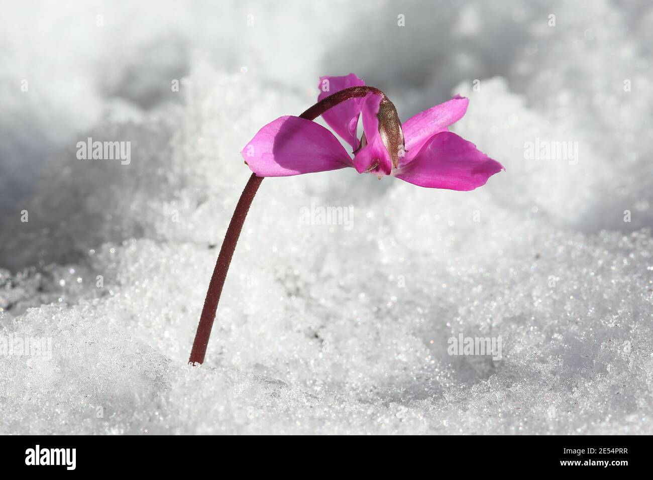 Il ciclamino rosa in un giardino d'inverno Foto Stock