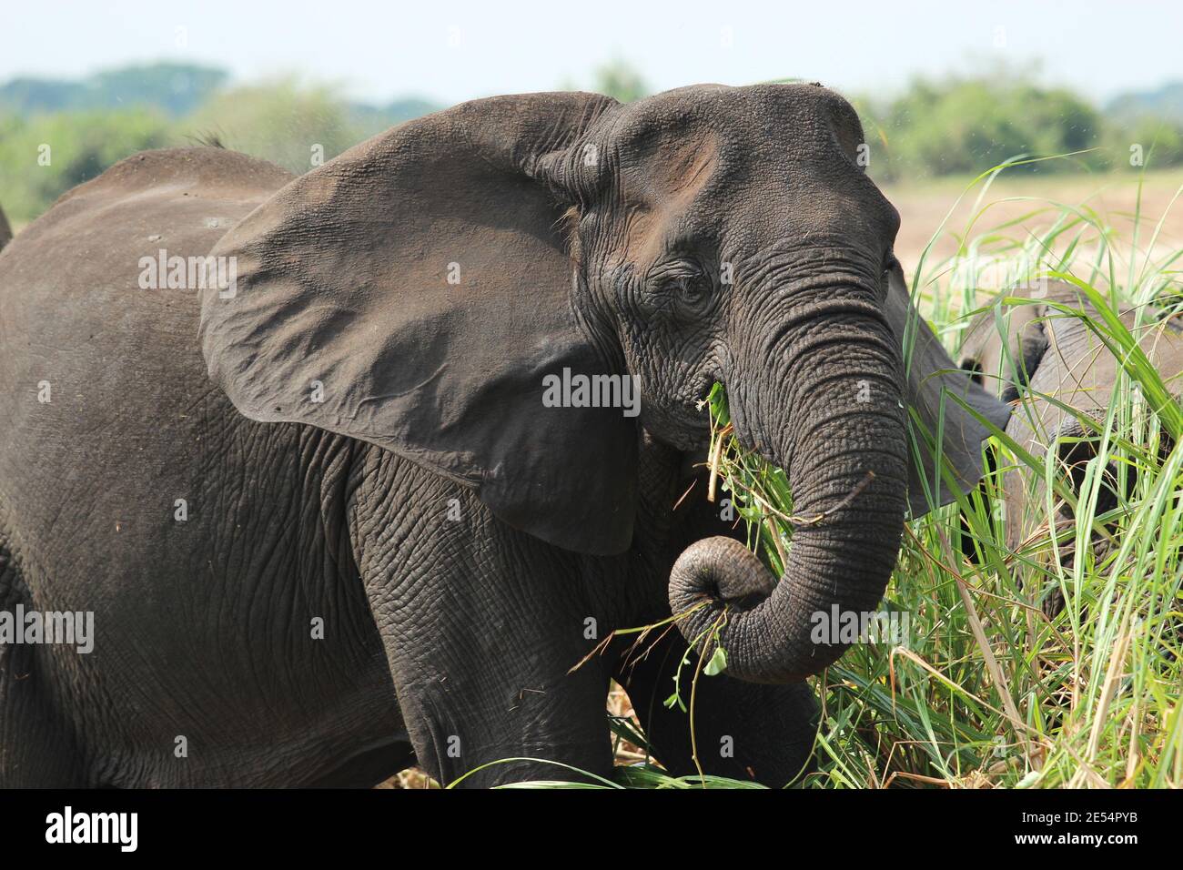 Un elefante mangia l'erba sulle rive del Kazinga Canale nel Parco Nazionale della Regina Elisabetta in Uganda Foto Stock