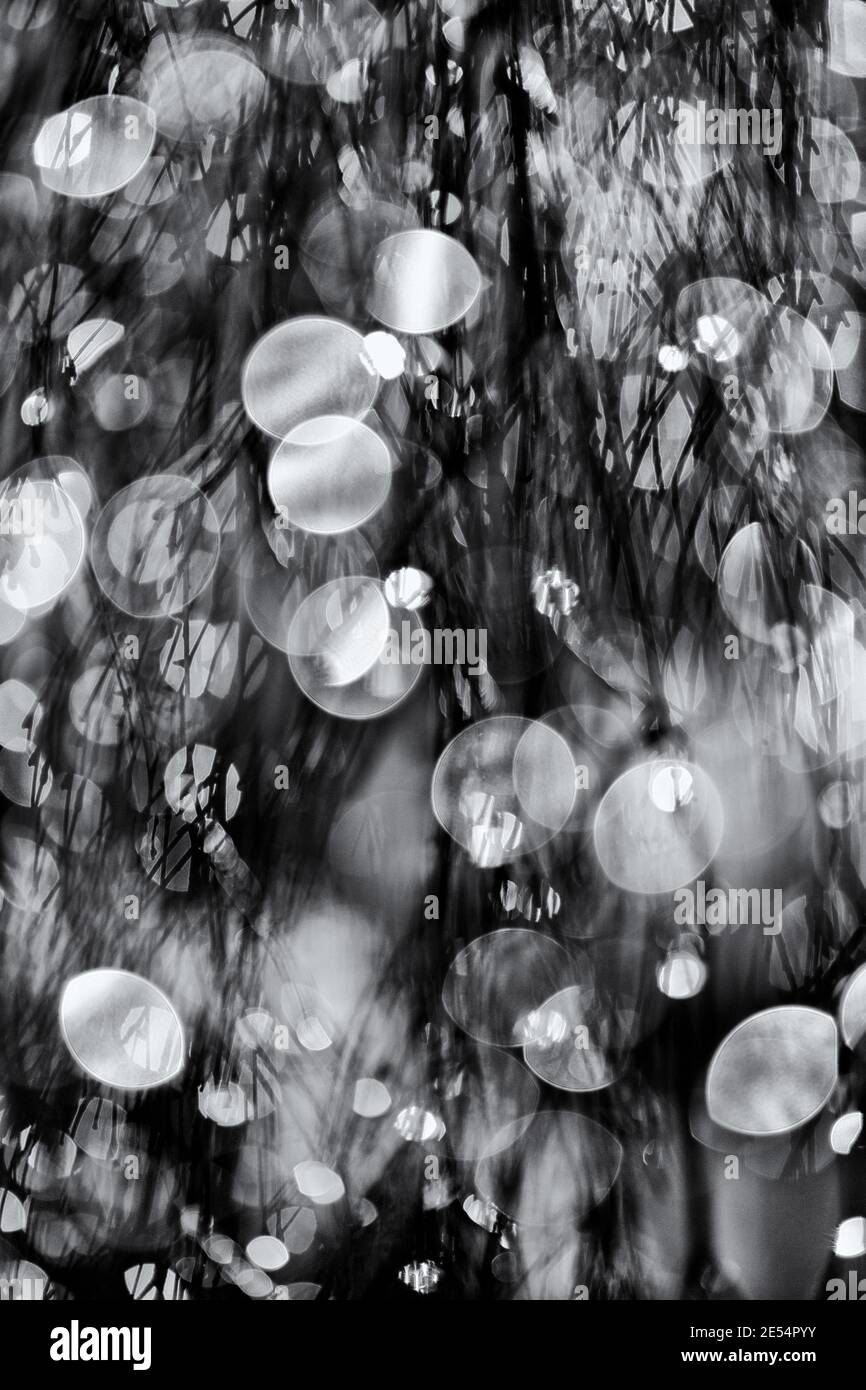 Gocce d'acqua congelate sull'albero di betulla Foto Stock Gocce d'acqua congelate sull'albero di betulla Foto Stock