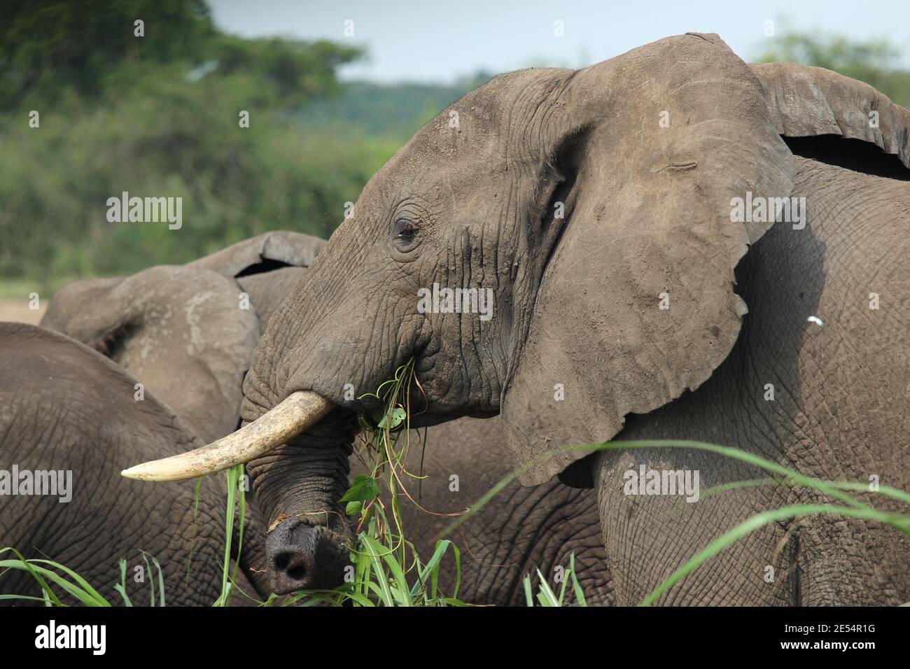 Un elefante mangia l'erba sulle rive del Kazinga Canale nel Parco Nazionale della Regina Elisabetta in Uganda Foto Stock