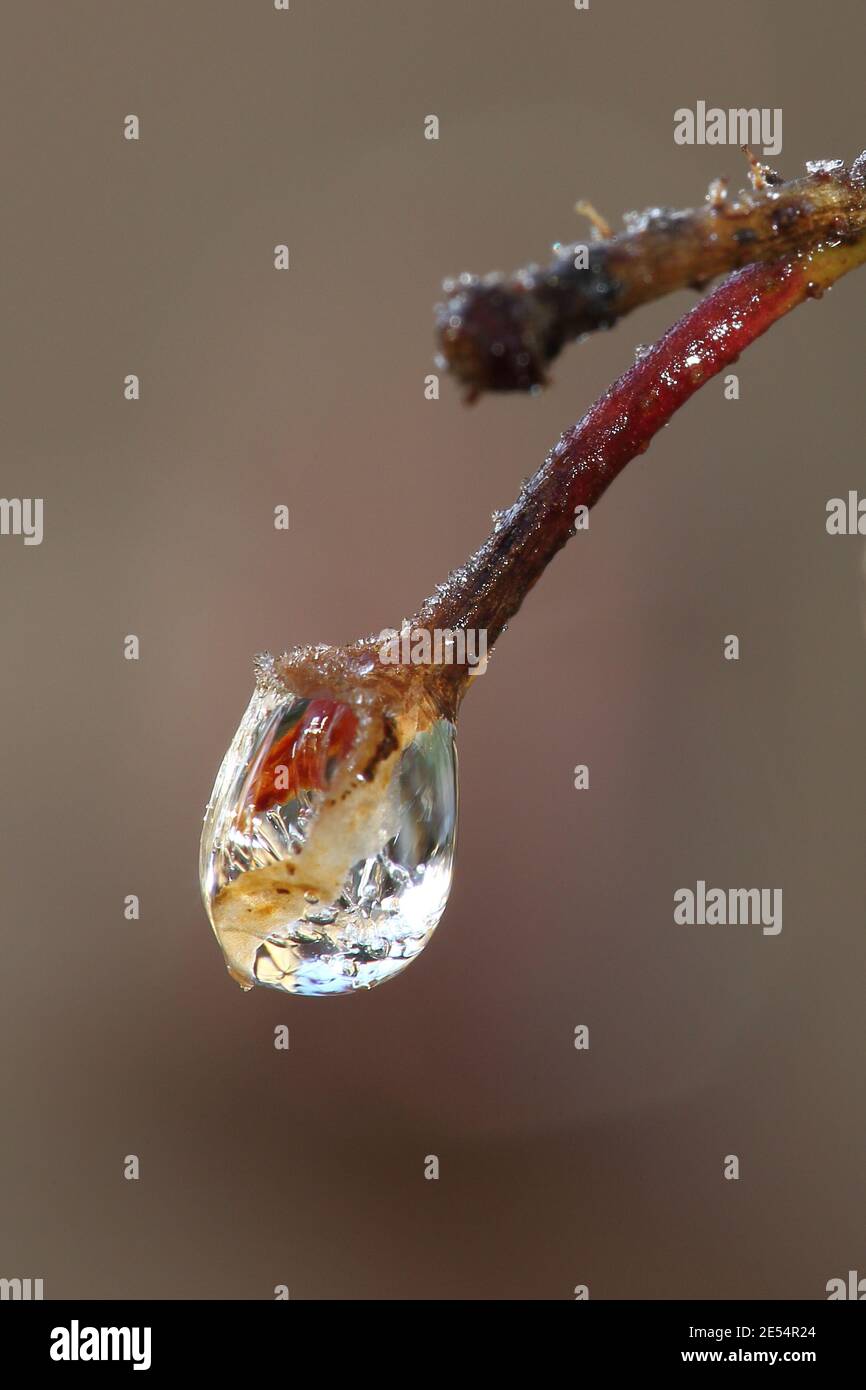 Rosa glauca Foto Stock