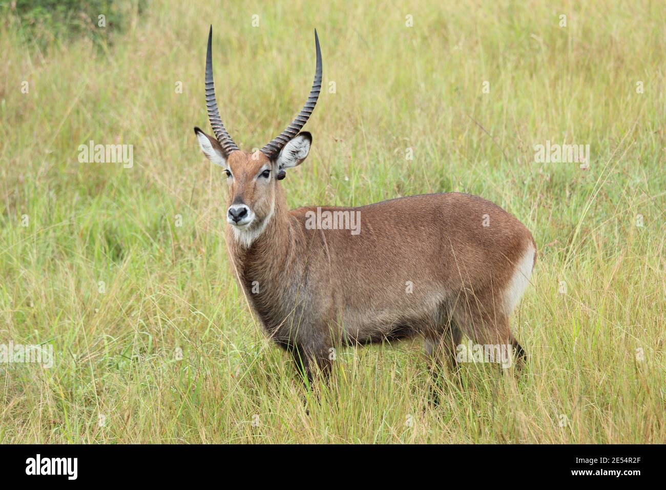 Un acquabuck nel Parco Nazionale della Regina Elisabetta in Uganda Foto Stock