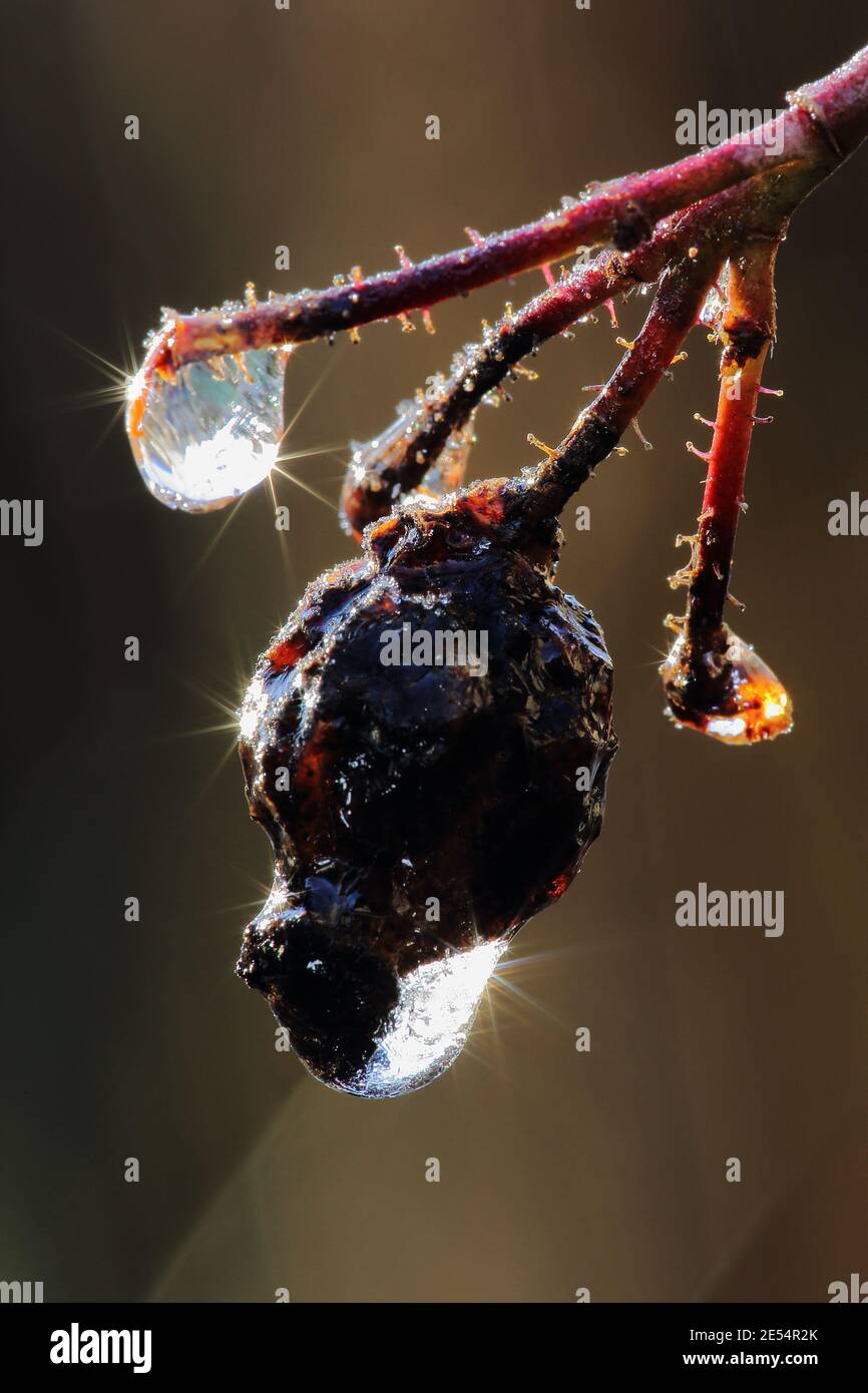Rosa glauca, Eastcombe, Gloucestershire, Inghilterra, Regno Unito Foto Stock
