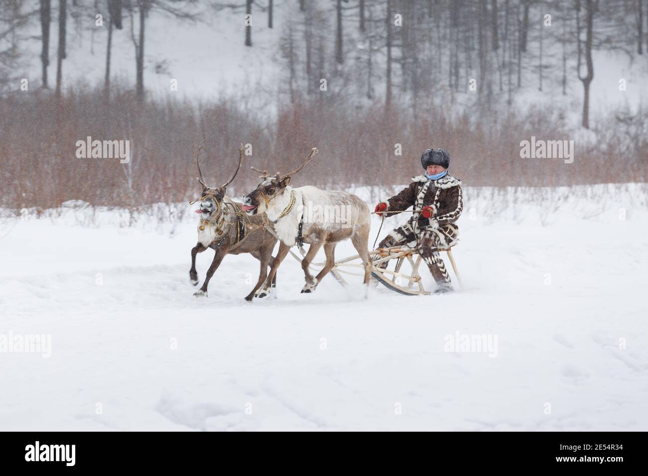 Iengra, distretto di Neryungri, Yakutia, Russia. 5 marzo 2016 Evenk uomo in costume nazionale corre una slitta di renne Foto Stock