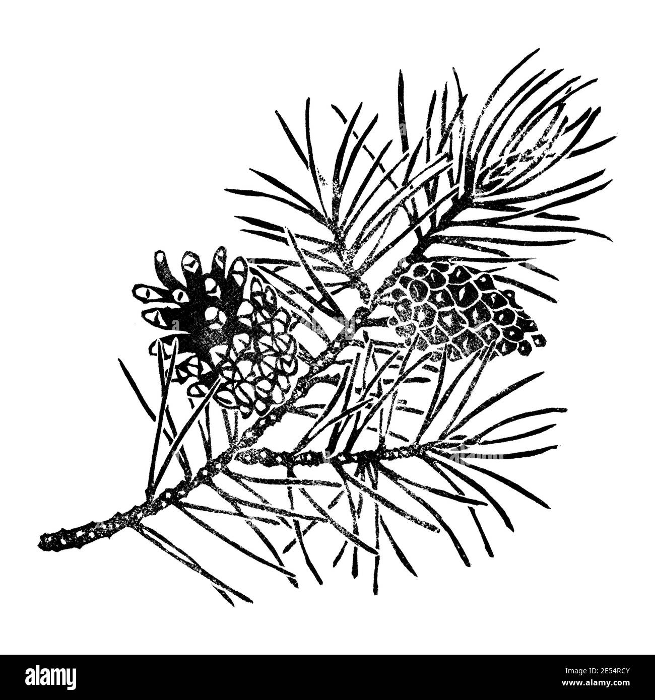 Ramo di pino isolato su bianco. Pinus sylvestris ramo, cono. Illustrazione botanica disegnata a mano Foto Stock