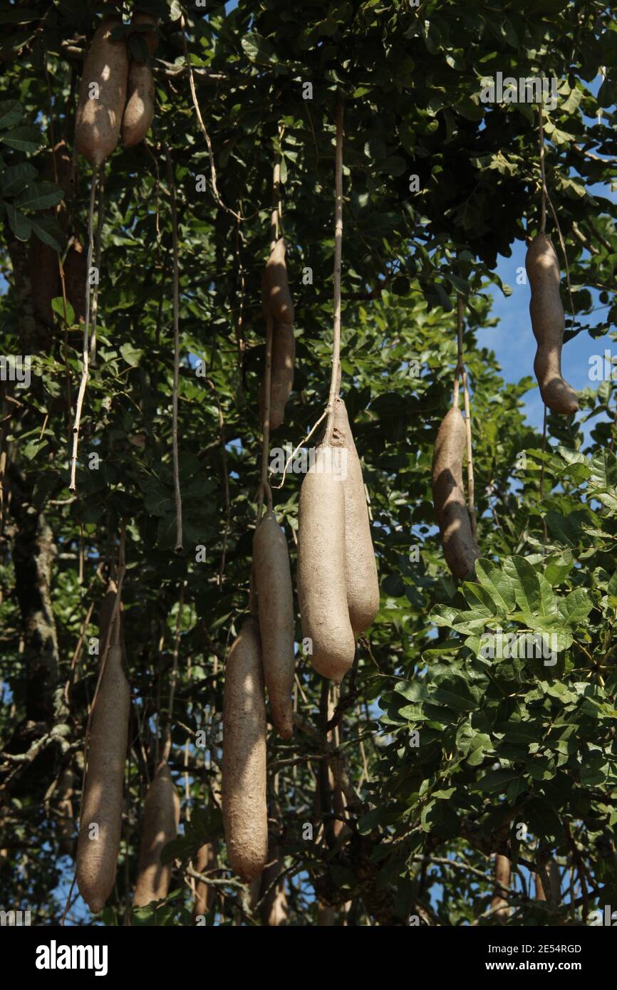 Un Kigelia o un albero di salsiccia e la sua frutta grande in Il Murchison Falls National Park in Uganda Foto Stock