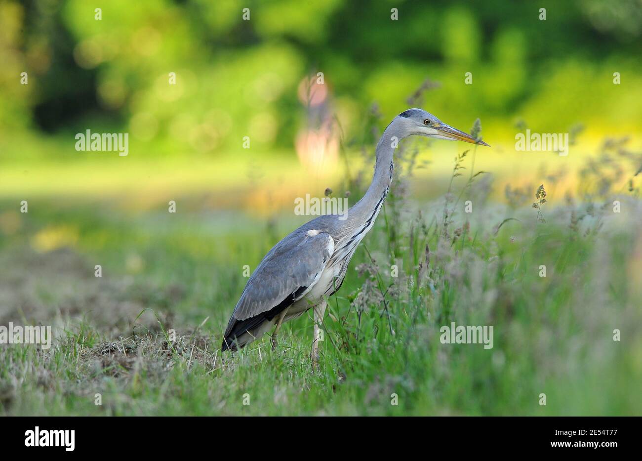 Grey Heron a Riverside Foto Stock