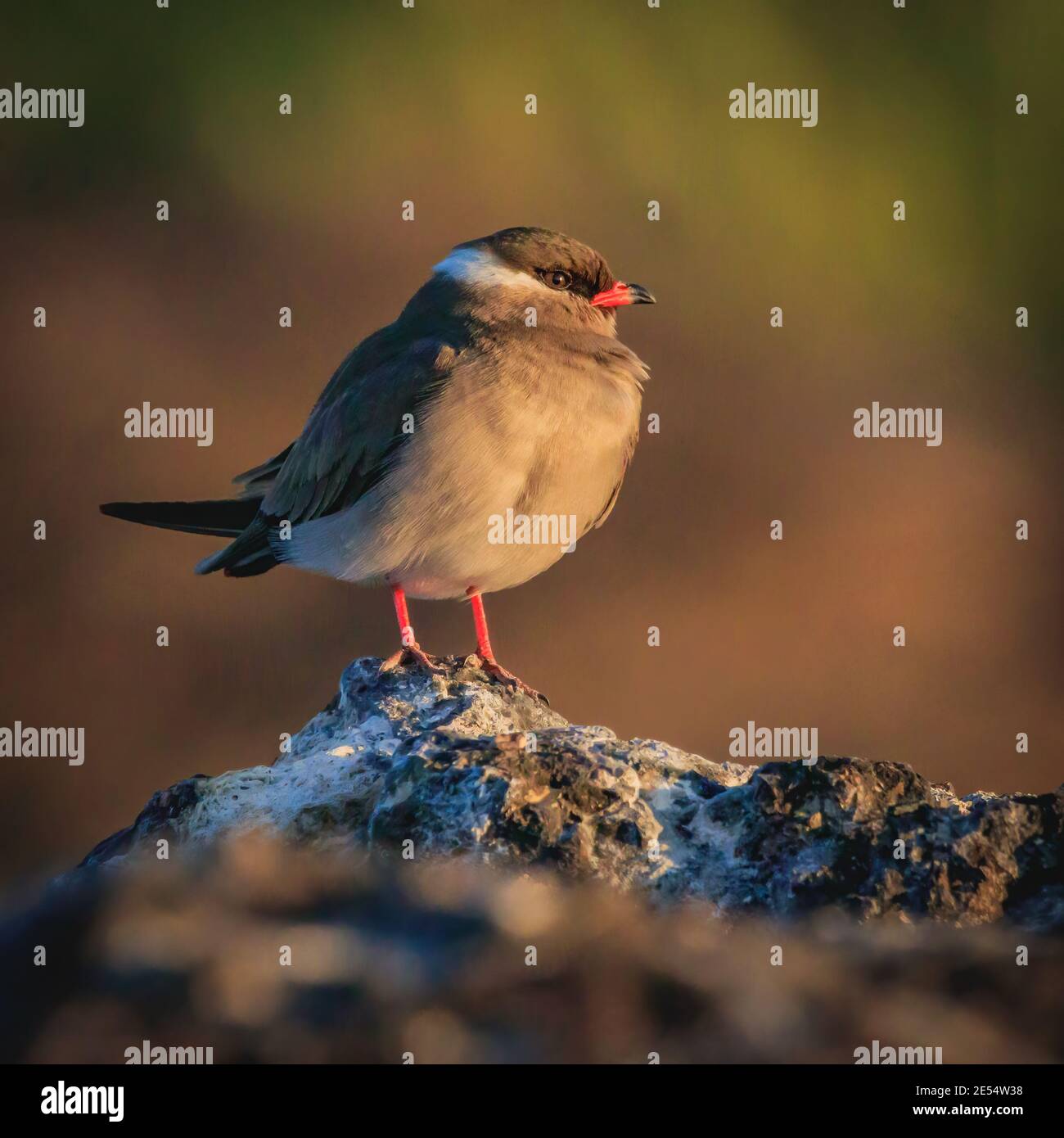 Un pratincole di roccia in Botswana Foto Stock