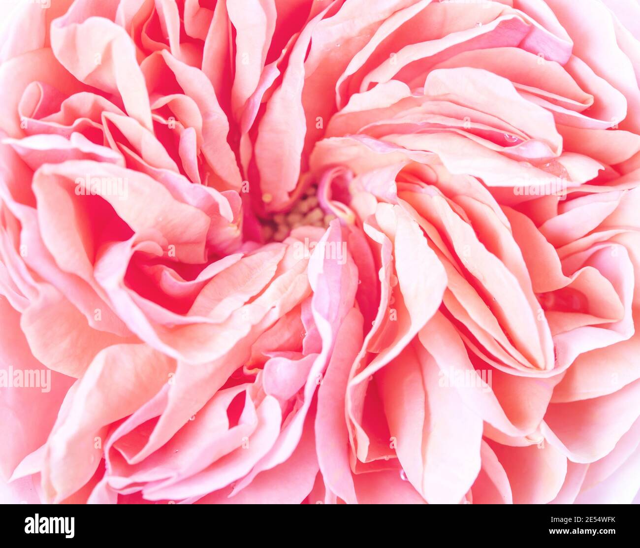 Fiore rosa in dettaglio molto alto, macro. Sfondo astratto rosa Foto Stock