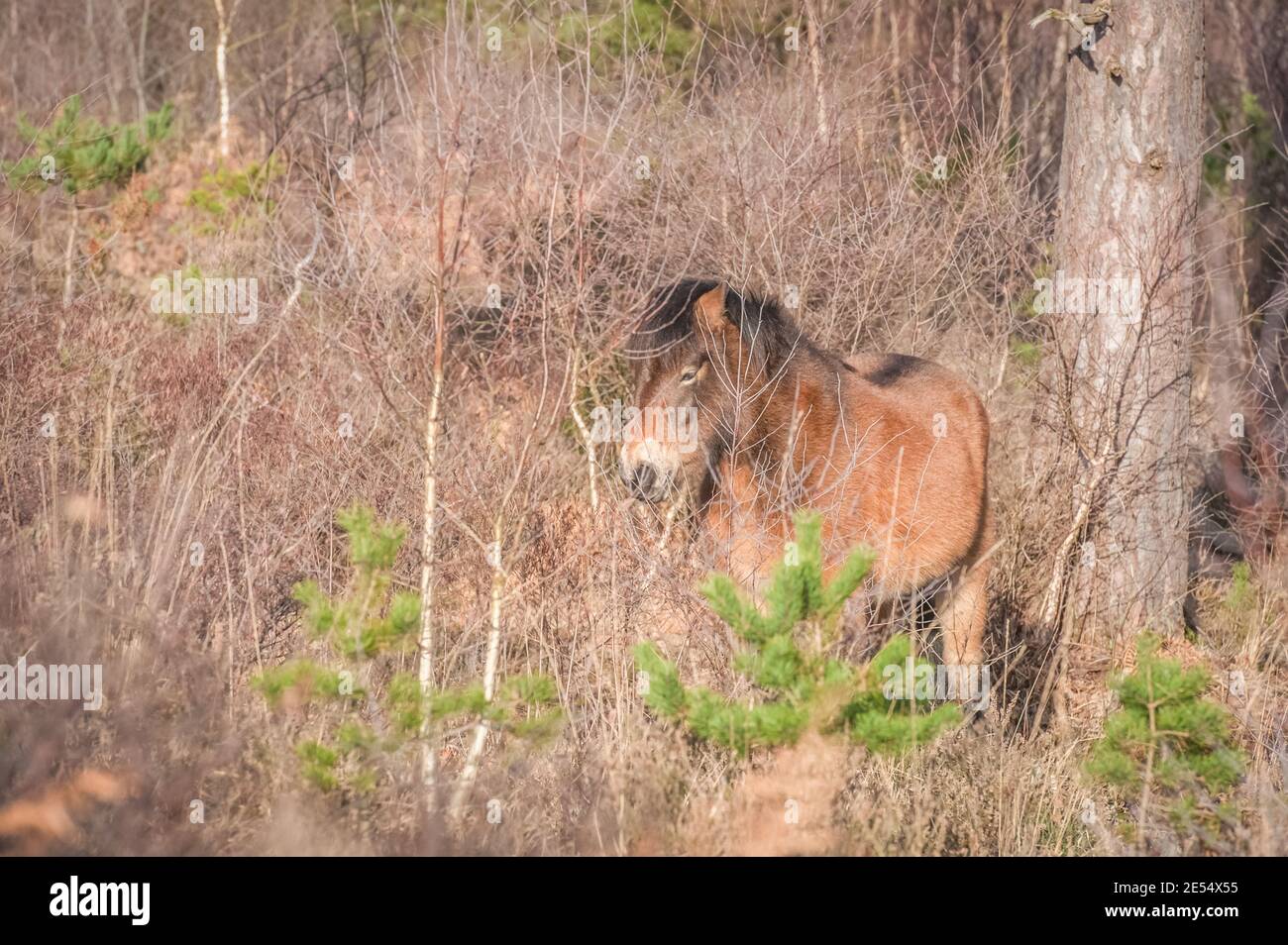 Pony Exmoor in roaming gratuito nel bosco Foto Stock