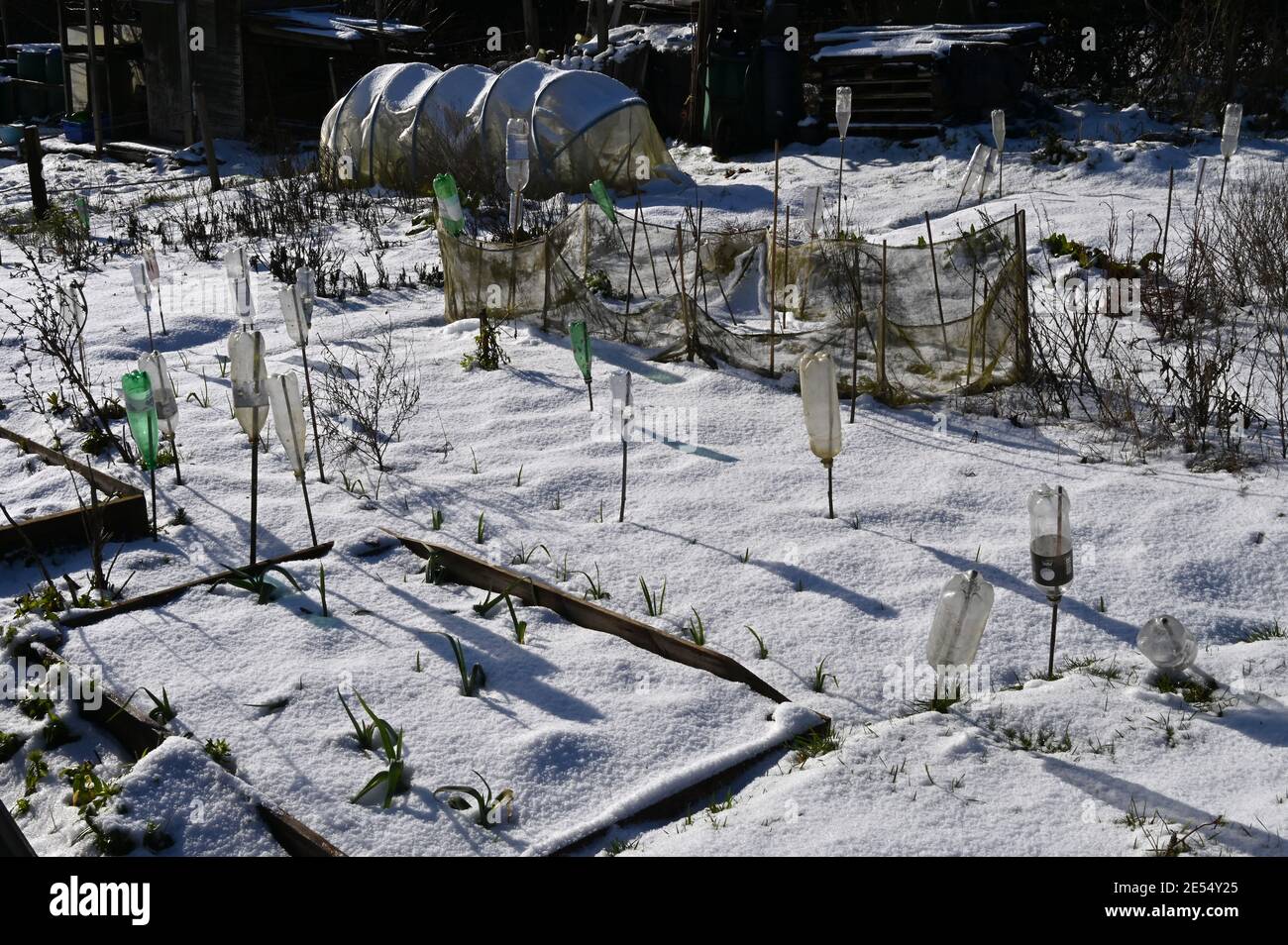 Village Allotments nel nord Oxfordshire villaggio di Hook Norton bagnata dalla luce del sole invernale dopo una nevicata il giorno precedente Foto Stock