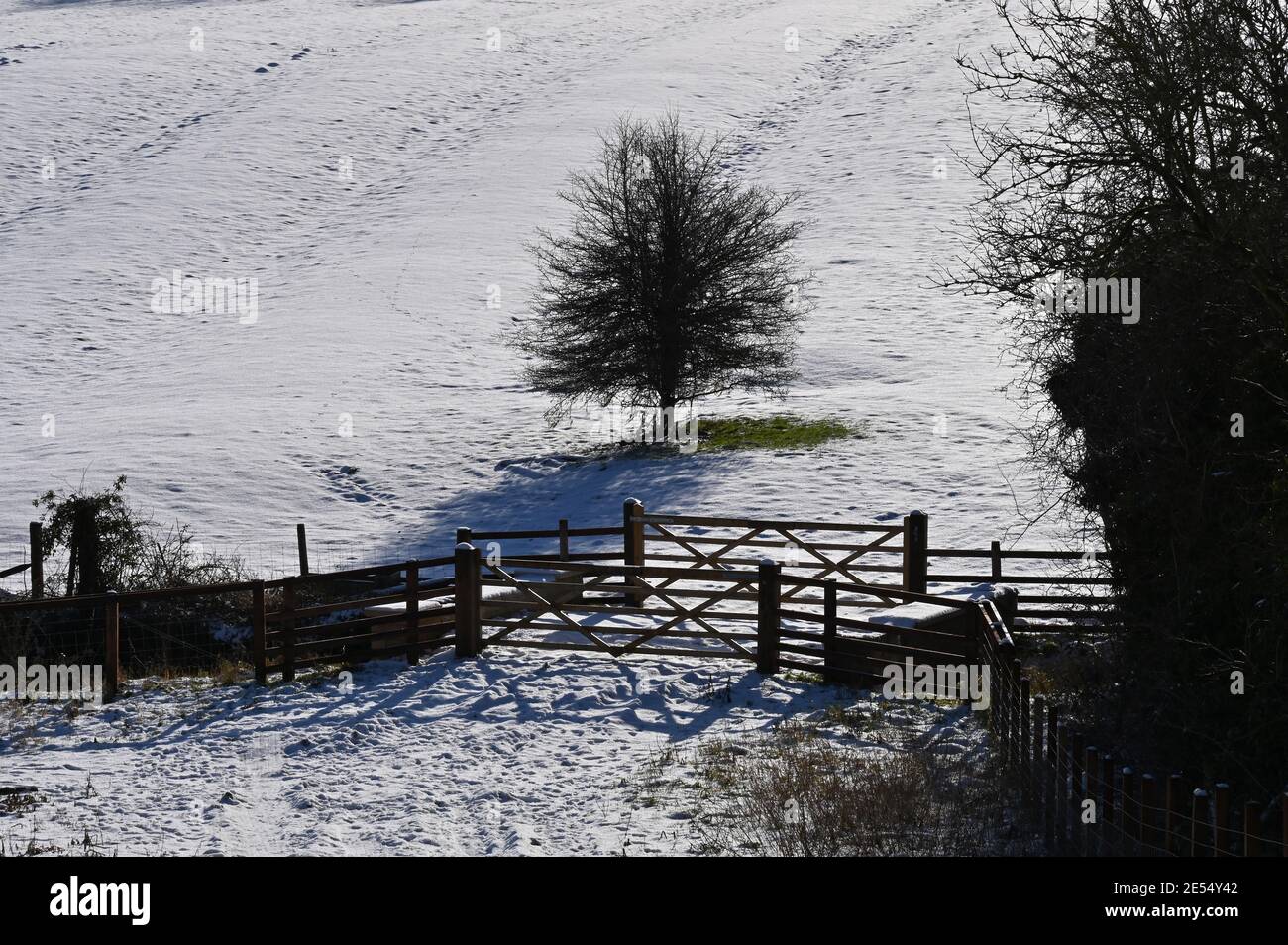Alberi in un campo nel villaggio nord di Oxfordshire di Hook Norton dopo una nevicata il giorno precedente. Immagine presa nel sole d'inverno. Foto Stock