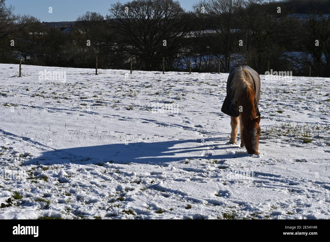 Un cavallo che pascolano in un campo nel nord dell'Oxfordshire Villaggio di Hook Norton a seguito di una caduta di neve Foto Stock