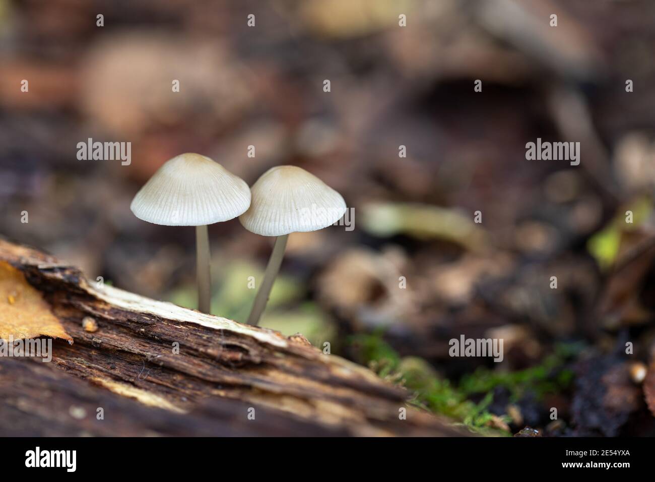 Primo piano di 2 White Bonnet Mushrooms su legno morto in Clanger Woods durante ottobre, Wiltshire, Inghilterra, Regno Unito Foto Stock