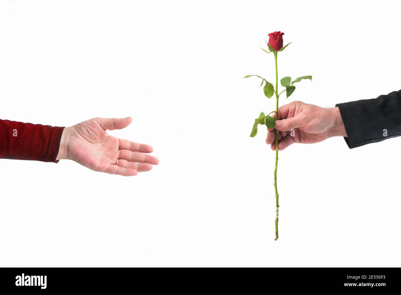 Mano di un uomo che dà una rosa ad una mano di una donna nel giorno di valentine con amore, isolato su uno sfondo bianco, copia spazio Foto Stock